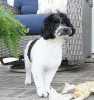 Blitzen, a male Poodle - Toy  for sale in Moravia, IA – 2 of 6
