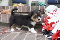 Poppy, a female Pembroke Welsh Corgi and Cavalier King Charles Spaniel for sale in Moravia, IA – 5 of 8