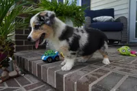 Decklin, a male Pembroke Welsh Corgi for sale in Moravia, IA – 8 of 8