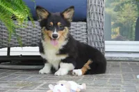 Cyrus-Fluffy AKC, a male Pembroke Welsh Corgi for sale in Moravia, IA – 6 of 10