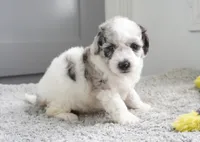 Peach Blush, a female Sheepadoodle for sale in Moravia, IA – 2 of 2