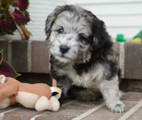 Pine-Mini F1b, a female Sheepadoodle for sale in Moravia, IA – 4 of 10