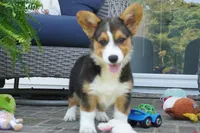 Glen-AKC, a male Pembroke Welsh Corgi for sale in Moravia, IA – 5 of 5