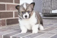 Grace-AKC, a female Pembroke Welsh Corgi for sale in Moravia, IA – Photo 2 of 6