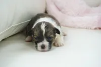 Grace-AKC, a female Pembroke Welsh Corgi for sale in Moravia, IA – Photo 2 of 2