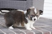 Grace-AKC, a female Pembroke Welsh Corgi for sale in Moravia, IA – Photo 4 of 6