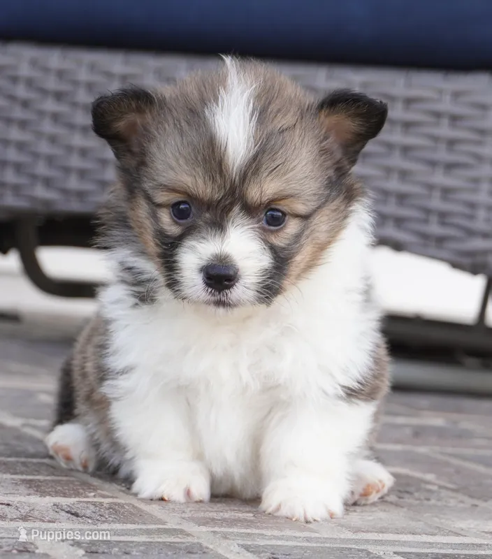 Grace-AKC – Pembroke Welsh Corgi puppy for sale in Moravia, IA