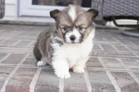 Grace-AKC, a female Pembroke Welsh Corgi for sale in Moravia, IA – Photo 3 of 6