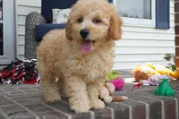 Marccen, a male Poodle - Toy  for sale in Moravia, IA – 2 of 9