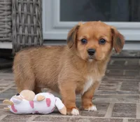 Sonya-Cavacorgi, a female Pembroke Welsh Corgi and Cavalier King Charles Spaniel for sale in Moravia, IA – 3 of 4