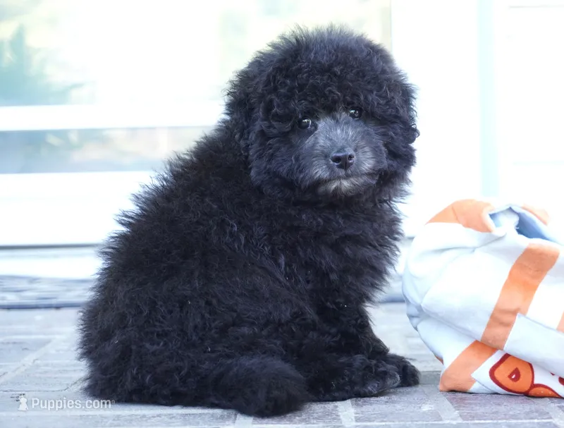 Porky-Mini F1b – Sheepadoodle puppy for sale in Moravia, IA
