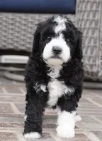 Pari-mini, a male Sheepadoodle for sale in Moravia, IA – Photo 5 of 6