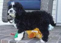 Pari-mini, a male Sheepadoodle for sale in Moravia, IA – Photo 3 of 6