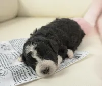 Pari-mini, a male Sheepadoodle for sale in Moravia, IA – Photo 4 of 4