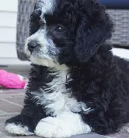 Pari-mini, a male Sheepadoodle for sale in Moravia, IA – Photo 1 of 6