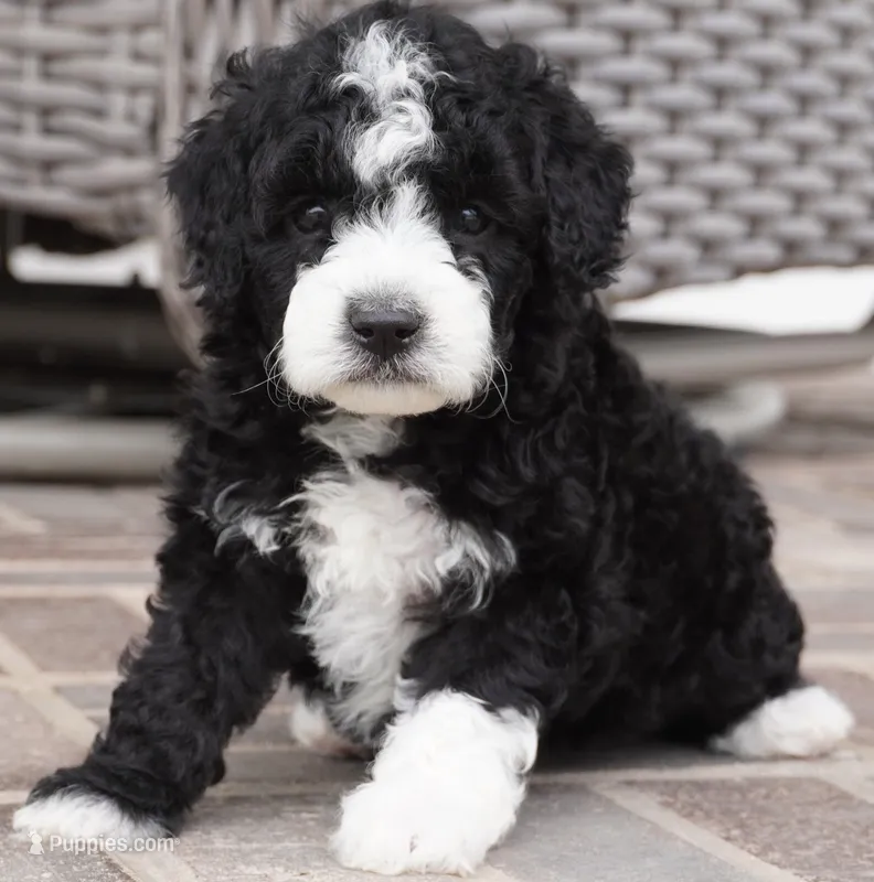 Pari-mini – Sheepadoodle puppy for sale in Moravia, IA