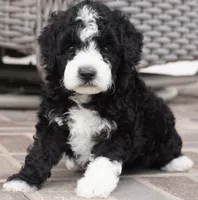 Pari-mini, a male Sheepadoodle for sale in Moravia, IA – Photo 2 of 6