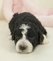 Pari-mini, a male Sheepadoodle for sale in Moravia, IA – Photo 1 of 4