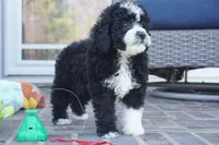 Pari-mini, a male Sheepadoodle for sale in Moravia, IA – Photo 4 of 6