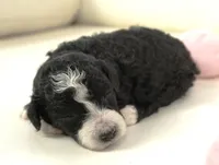Pari-mini, a male Sheepadoodle for sale in Moravia, IA – Photo 2 of 4