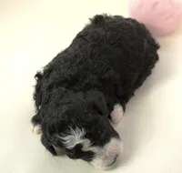 Pari-mini, a male Sheepadoodle for sale in Moravia, IA – Photo 3 of 4