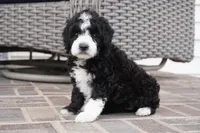 Pari-mini, a male Sheepadoodle for sale in Moravia, IA – Photo 6 of 6