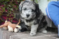 Pine-Mini F1b, a female Sheepadoodle for sale in Moravia, IA – 8 of 10