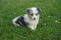 Danni Girl-fluffy, a female Pembroke Welsh Corgi for sale in Moravia, IA – 6 of 9