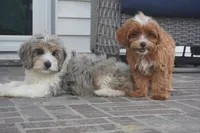 Teagan, a female Cavapoo for sale in Moravia, IA – 6 of 10