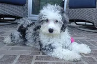 Bridger, a male Miniature Aussiedoodle for sale in Moravia, IA – 4 of 9