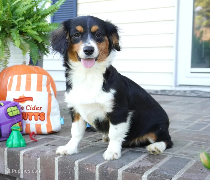 Posey – Pembroke Welsh Corgi, Cavalier King Charles Spaniel puppy for sale in Moravia, IA