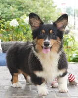 Cyrus-Fluffy AKC, a male Pembroke Welsh Corgi for sale in Moravia, IA – 5 of 8