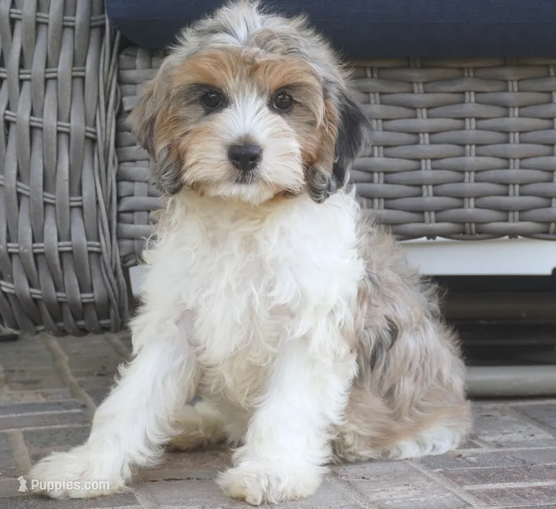 Thea – Cavapoo puppy for sale in Moravia, IA