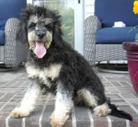 Ferari, a male Cavalier King Charles Spaniel and Poodle - Toy  for sale in Moravia, IA – Photo 6 of 10