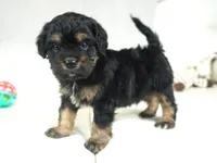 Ferari, a male Cavalier King Charles Spaniel and Poodle - Toy  for sale in Moravia, IA – Photo 10 of 10