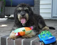 Ferari, a male Cavalier King Charles Spaniel and Poodle - Toy  for sale in Moravia, IA – Photo 3 of 10