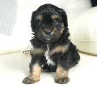 Ferari, a male Cavalier King Charles Spaniel and Poodle - Toy  for sale in Moravia, IA – Photo 9 of 10