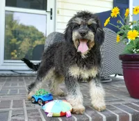 Ferari, a male Cavalier King Charles Spaniel and Poodle - Toy  for sale in Moravia, IA – Photo 2 of 10