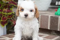 Talli, a female Cavapoo for sale in Moravia, IA – 1 of 5