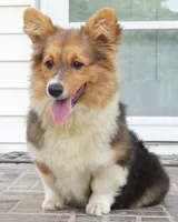 CLANCY-CLEAR, a female Pembroke Welsh Corgi for sale in Moravia, IA – 4 of 7
