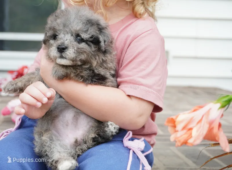 Peanut-Mini F1b – Sheepadoodle puppy for sale in Moravia, IA