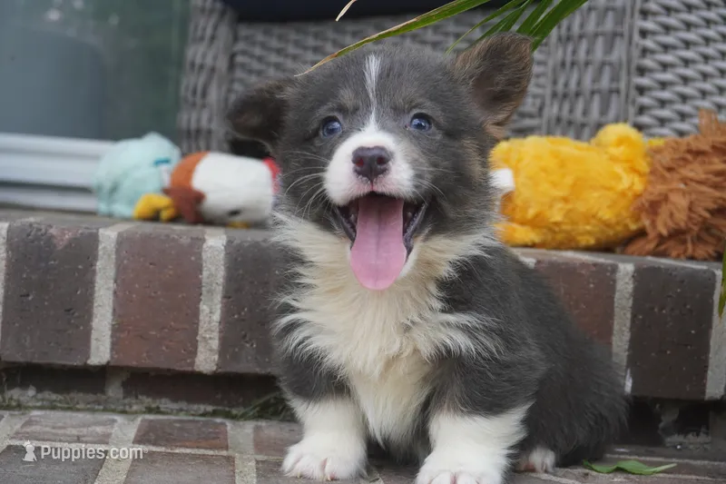 Duke – Pembroke Welsh Corgi puppy for sale in Moravia, IA