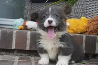 Duke, a male Pembroke Welsh Corgi for sale in Moravia, IA – 1 of 4
