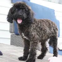 Talia, a female Cavapoo for sale in Moravia, IA – 2 of 7