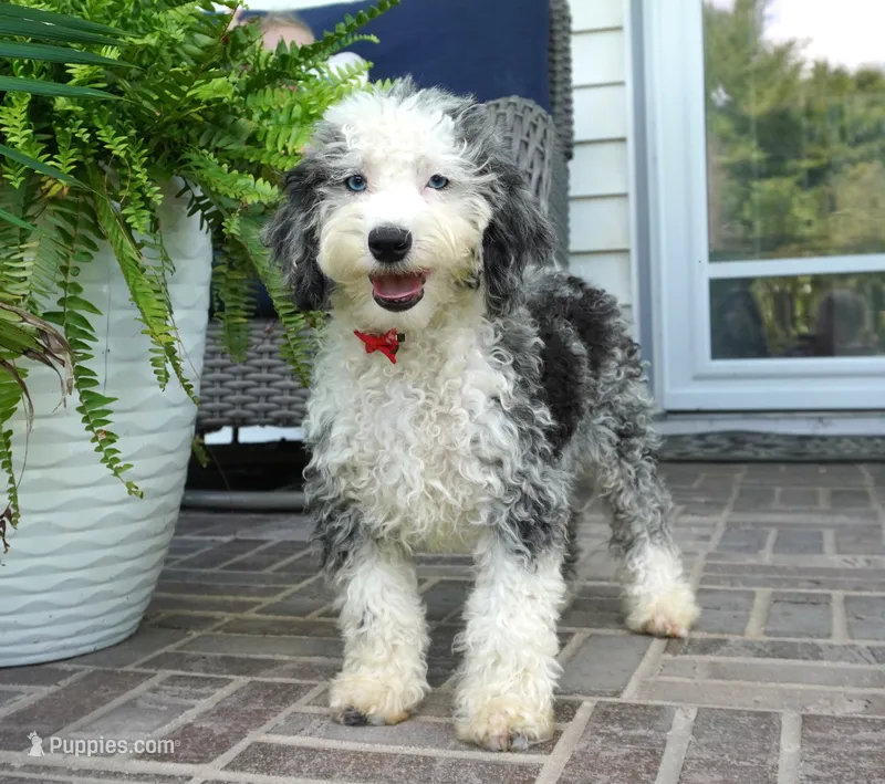 Bridger – Miniature Aussiedoodle puppy for sale in Moravia, IA