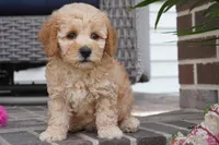 Mason, a male Poodle - Toy  for sale in Moravia, IA – 2 of 5