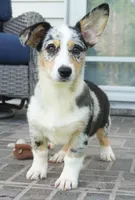 Decklin, a male Pembroke Welsh Corgi for sale in Moravia, IA – 2 of 10