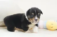 Cyrus-Fluffy AKC, a male Pembroke Welsh Corgi for sale in Moravia, IA – Photo 6 of 8