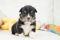 Cyrus-Fluffy AKC, a male Pembroke Welsh Corgi for sale in Moravia, IA – Photo 7 of 8