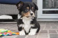 Cyrus-Fluffy AKC, a male Pembroke Welsh Corgi for sale in Moravia, IA – Photo 4 of 8